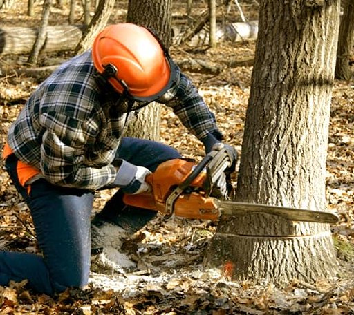 Tree Removal in Clinton, MD